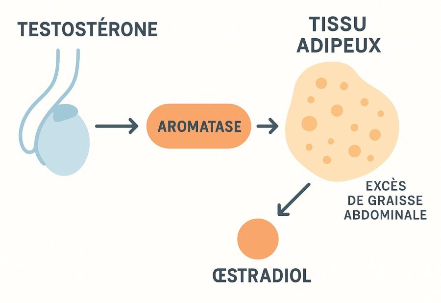 Schéma illustrant la transformation de la
</figure>
</p>
</section>
<p> <!-- Quiz Vrai / Faux --></p>
<section class=